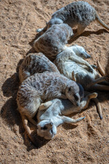 Fototapeta premium VALENCIA, SPAIN - FEBRUARY 26 : Meerkats at the Bioparc in Valencia Spain on February 26, 2019