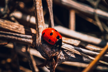 The insect is a ladybug.