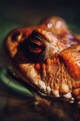 Toad in the pond. Spring awakening. Amphibians.