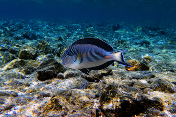 Naklejka na ściany i meble Sohal surgeonfish tang Underwater scene - Acanthurus sohal