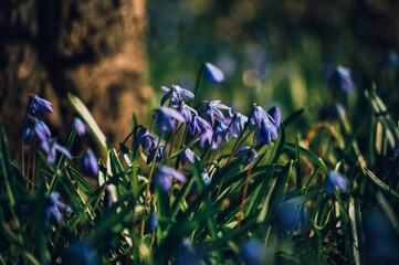 Early spring. Spring awakening. The first flowers. Spring forest.