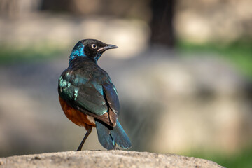Naklejka premium VALENCIA, SPAIN - FEBRUARY 26 : Superb Spreo Starling (Lamprotornis superbus) at the Bioparc in Valencia Spain on February 26, 2019