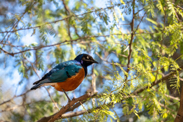 Fototapeta premium VALENCIA, SPAIN - FEBRUARY 26 : Superb Spreo Starling (Lamprotornis superbus) at the Bioparc in Valencia Spain on February 26, 2019