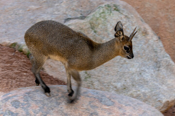 Fototapeta premium VALENCIA, SPAIN - FEBRUARY 26 : Klipspringer at the Bioparc in Valencia Spain on February 26, 2019