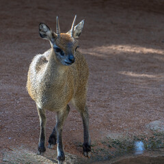 VALENCIA, SPAIN - FEBRUARY 26 : Klipspringer at the Bioparc in Valencia Spain on February 26, 2019