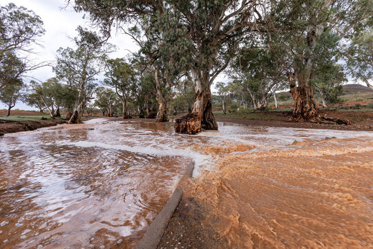 floodwaters in gum lined creek
