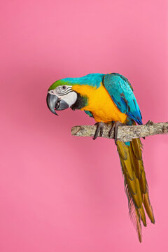 Macaws in Studio on pink