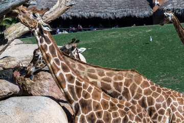 VALENCIA, SPAIN - FEBRUARY 26 : African Giraffes at the Bioparc in Valencia Spain on February 26, 2019. Unidentified people