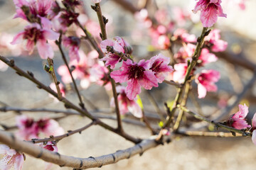 Cherry blossom in spring