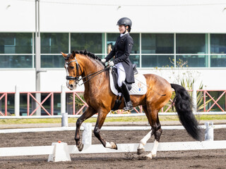 Dressage rider in competition with wonderful brown Lusitano horse.
