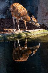 VALENCIA, SPAIN - FEBRUARY 26 : Sitatunga Antelope at the Bioparc in Valencia Spain on February 26,...