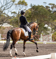 Dressage rider in competition with wonderful brown Lusitano horse.