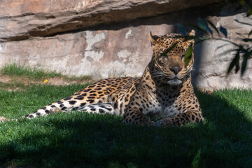 VALENCIA, SPAIN - FEBRUARY 26 : Leopard at the Bioparc in Valencia Spain on February 26, 2019
