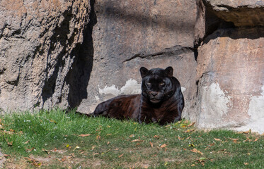 VALENCIA, SPAIN - FEBRUARY 26 : Black Leopard at the Bioparc in Valencia Spain on February 26, 2019