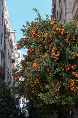 VALENCIA, SPAIN - FEBRUARY 24 : Orange Tree in the Town Hall Square of Valencia Spain on February 24, 2019