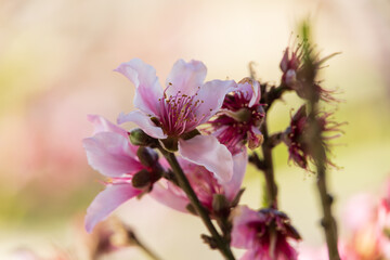 Cherry blossom in spring