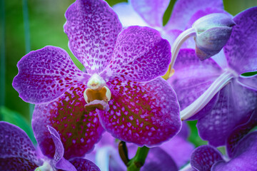 Beautiful tropical purple branch of flower phalaenopsis from family Orchidaceae on garden background