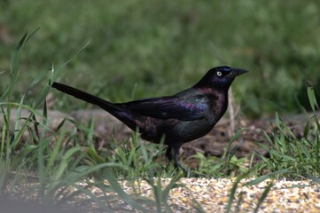 Rainbow iridescent Bird 
