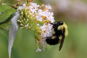 bee on flower