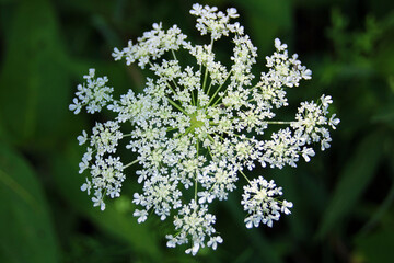 Queen Anne's Lace