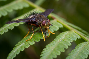 Strange fly searching for food with its phalanx on some fern leaves