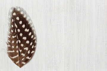 Naklejka na ściany i meble An elegant bird's feather close-up on a light gray wooden background. Horizontally with space