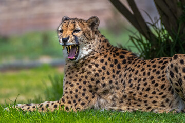 2021-03-29 A CHEETAH SNARLING WHILE LYING DOWN
