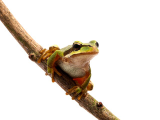 P5180102 Pacific tree frog on branch, Pseudacris regilla, isolated cECP 2013