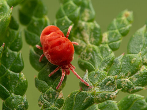 P1010372 Red velvet mite, Trombidiidae, crawling on the leaves of a red cedar tree cECP 2021