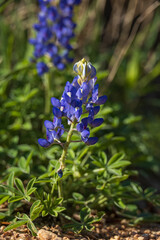 Obraz premium Bluebonnet wildflower in the sun, close-up