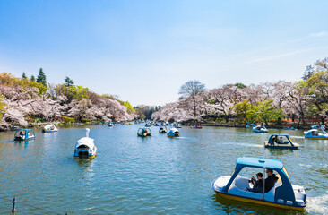 Fototapeta na wymiar 桜満開の井の頭公園