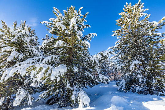 USA, Idaho, Sun Valley, Snowfall on evergreen trees in winter