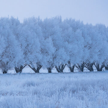 USA, Idaho, Bellevue, Winter landscape with row of frosted trees