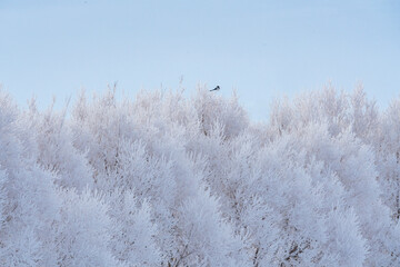 Magpie perching on frosty tree in winter
