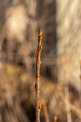 Close up macro abstract texture view of a single alpine currant bush branch, with swelling buds in late winter, with defocused background