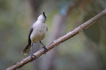Tropical mockingbird (mimus gilvus) looking up from a small tree branch