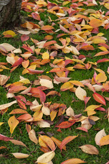 Bird Cherry (Prunus padus) tree leaves in autumn in East Grinstead