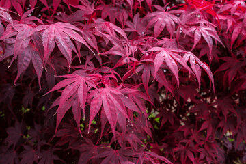 Fototapeta premium Autumnal colours of an Acer tree in East Grinstead