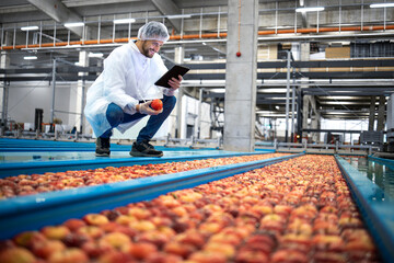 Technologist with tablet computer standing by water tank conveyers doing quality control of apple...