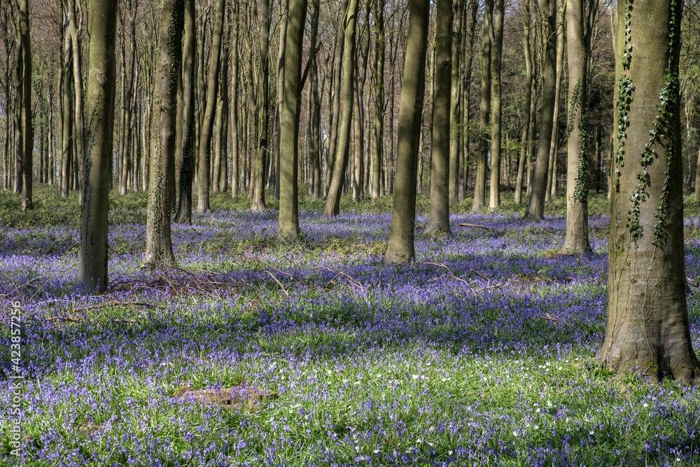 Wall mural bluebells in wepham wood