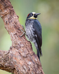 Acord woodpecker (melanerpes formicivorus) perched on a tree looking to the right