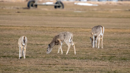 Naklejka na ściany i meble Deer in Bozeman Montana, Spring Season Wildlife