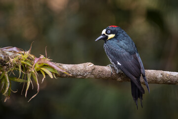 Acord woodpecker (melanerpes formicivorus) perched on a tree branch and a bromeliad in search of food