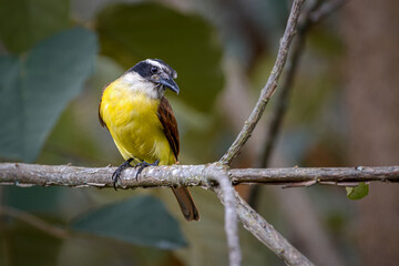 Great kiskadee (pitangus sulphuratus) looking curiously from the top of a tree