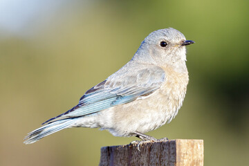 Western Bluebird adult female perched on top of its birdhouse Springtime. San Mateo County, California, USA.