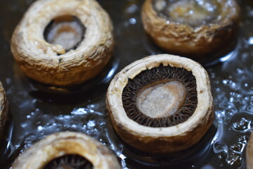 close up of a mushroom