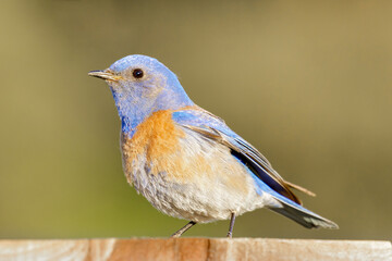 Western Bluebird male adult perched on top of its birdhouse Springtime. San Mateo County, California, USA.