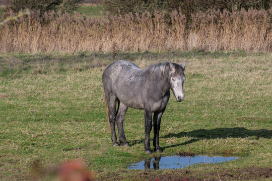 Horse Standing By A Pool Of Water At Southease In East Sussex