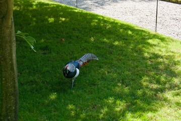 Pheasant an Isola Madre on lago maggiore
