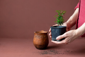 myrtle plant in women's hands on terracotta background, grow flowers and houseplants as a symbol of life renewal, care for houseplants, garden store, florist, gardener flower business 